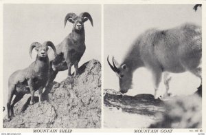 Mountain Goat & Sheep , Jasper , Alberta , Canada , 20-30s