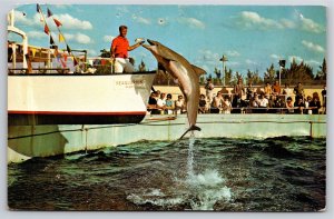 Animals~Leaping Porpoise Taking Fish Trainer @ Miami Seaquarium~Vintage Postcard