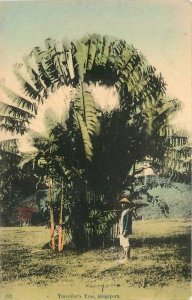 C-1910 Southeast Asia Travelers Tree Singapore 52 Postcard 6037