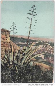 France Hyeres Aloes en fleur