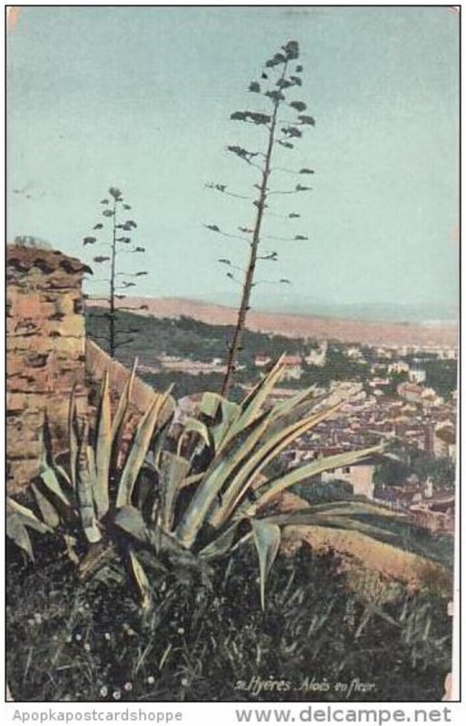 France Hyeres Aloes en fleur