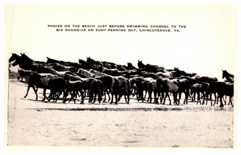 Horses , Chincoteague