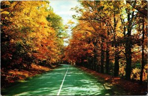 Vermont VT Fall Foliage Autumn Scene Conifer Tress Old Road VTG Postcard UNP 