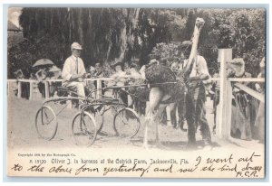 c1905 Oliver J In Harness At The Ostrich Farm Jacksonville FL Rotograph Postcard