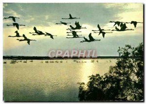 Modern Reflections Postcard From Provence Scene of the Camargue Life Flight o...