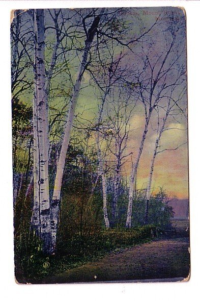 Birch Trees Beside a Road, Biddeford, Maine Used 1909 Flag Cancel