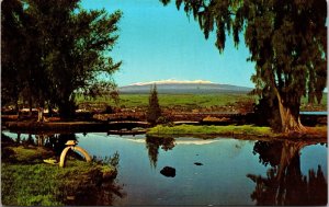 Sunny Mauna Kea Hilo Hawaii HI Pond Bridge Mountains Reflection VTG Postcard UNP 