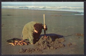 Clam Digging Pacific Coast Beaches