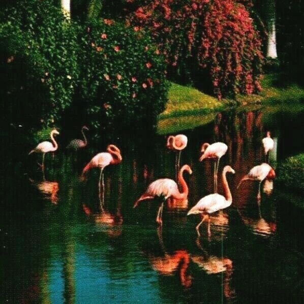 Vtg Chrome Postcard Sarasota Florida FL Jungle Gardens Flamingos Unused UNP