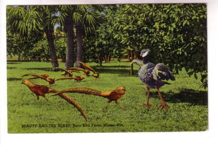 Beauty and the Beast, Rare Bird Farm, Miami, Florida,