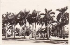Florida Fort Myers A Park Scene 1949 Real Photo