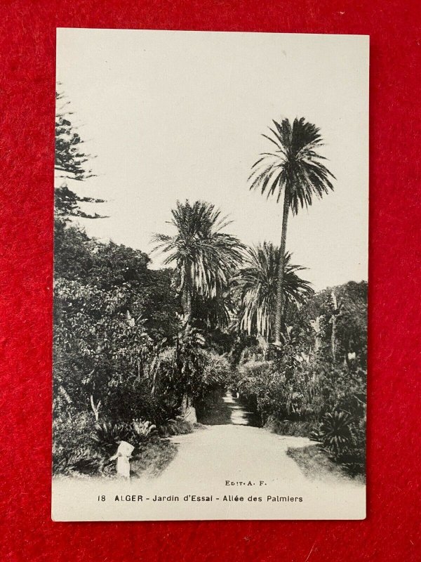 UNUSED VINTAGE POSTCARD - JARDIN D'ESSAL ALGIERS ALGERIA (KK129)  