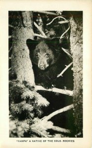 Colorado Yampa Rockies 1940s Bear Postcard RPPC Real Photo  22-2395