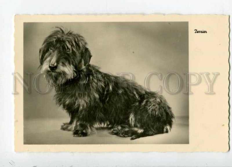 3109436 Charming DANDIE DINMONT TERRIER vintage PHOTO PC