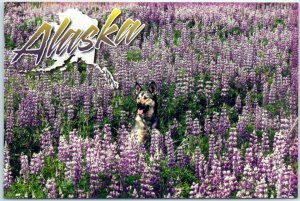 M-23837 Lupine and Husky Alaska spring sends forth fields of flowers Alaska