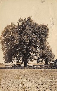 Oak Tree in Distance University Farm, Real Photo Davis California  