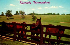 Kentucky Thoroughbreds In The Bluegrass Region 1963