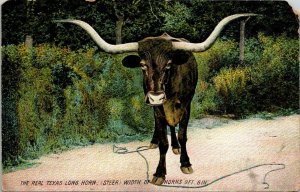 VTG Postcard The Real Texas Long Horn Steer 9ft 6 in San Antonio Texas 1456