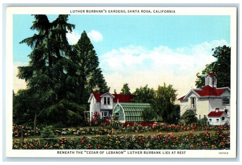 c1940 Luther Burbanks Gardens Cedar Lebanon Field Santa Rosa California Postcard