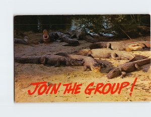 Postcard Join The Group!, Florida Alligators, Florida