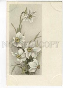 256972 C. KLEIN Flower NARCUSSUS Vintage RUSSIA Litho Postcard