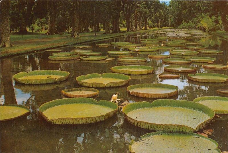 BG21183 mauritius water lily pamplomousses garden