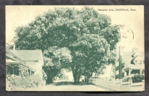 dc960 - MAGNOLIA Mass 1911 Hesperus Ave Postcard