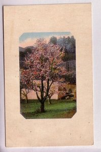 Tree in Blossom,  Used Lindsay, Ontario 1911