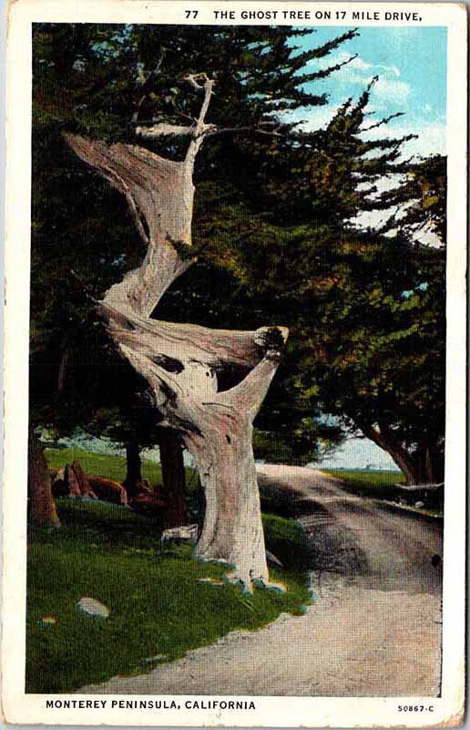 Postcard ROAD SCENE Monterey California CA AK7680