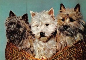 Greetings Dogs Terriers in Wicker Basket Vintage Postcard AA18508