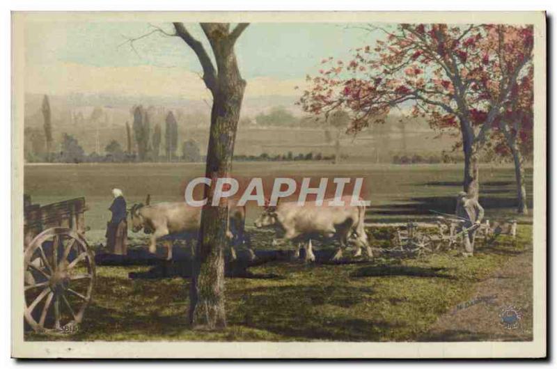 Old Postcard Folklore hitch Oxen Plowing