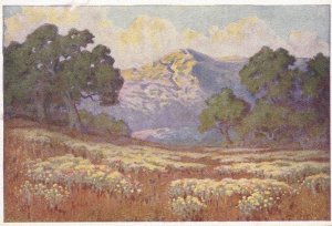 John Gamble Wild Buckwheat California Vintage Painting Postcard
