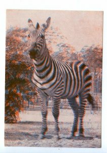 498595 USSR 1967 year Latvia Riga Zoo zebra stereo volumetric postcard