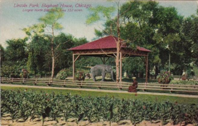 Elephants Lincoln Park Elephant House Chicago Illinois