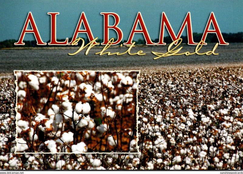 Alabama Cotton Field White Gold