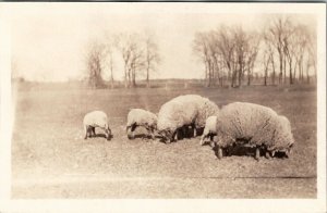 RPPC Large Sheep Grazing Real Photo c1920s Postcard U5