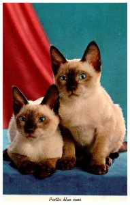 Siamese Cats