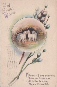 Easter Wishes Pussy Willow and Lambs 1909 Signed Clapsaddle