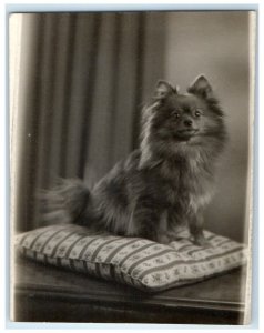 1960 Cute Dinky Pomeranian Dog Animal Bristol England UK RPPC Photo Postcard