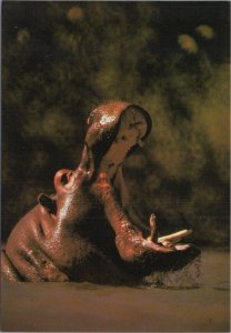 Animals Postcard - Hippopotamus, African Mammal, Wildlife, Photo Tony Stone- EP7