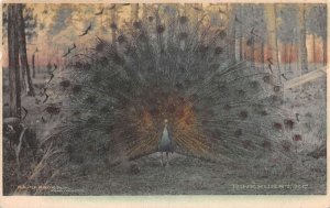 Pinehurst North Carolina Peacock Vintage Postcard AA110134