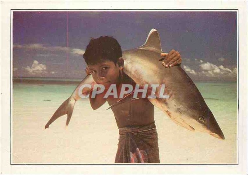 Postcard Modern Maldives Islands has white tip shark