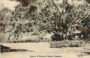 PC CPA SINGAPORE, INTERIOR OF BOTANICAL GARDEN, VINTAGE POSTCARD (b11981)