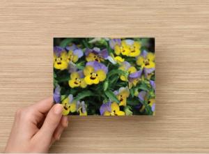 Handmade Postcard Set of 6, Close Up Of Cluster Of Lavender Purple/Lemon Yellow