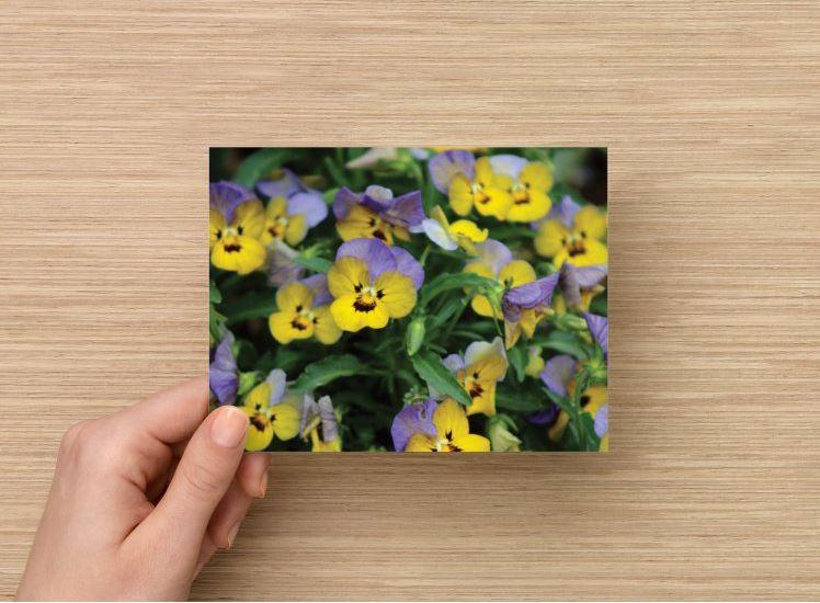 Handmade Postcard Set of 6, Close Up Of Cluster Of Lavender Purple/Lemon Yellow