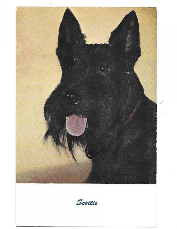 Scottie Scottish Terrier #80 by Standard Arts Berkeley California