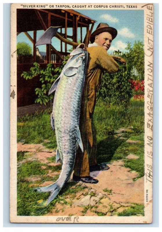 c1930's Silver King Or Tarpon Caught At Corpus Christi Texas TX Vintage Postcard 