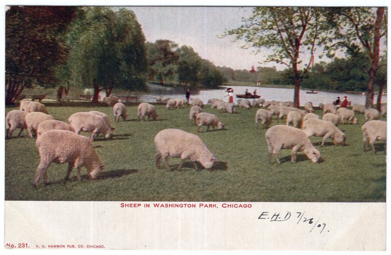 Sheep In Washington Park, Chicago