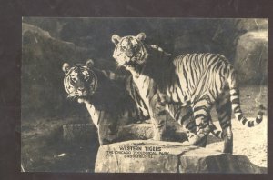 RPPC BROOKFIELD ILLINOIS CHICAGO ZOO WESTERN TIGERS VINTAGE REAL PHOTO POSTCARD