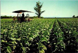 New Zealand Nelson Province Cultivating Tobacco